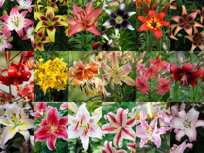 Pachet de 21 crini asiatici si orientali marime 14/16, 16/18 [2]