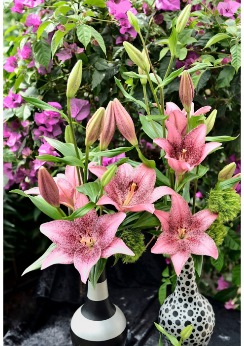 Pachet 3 crini bicolori bulbi mari 18/20 [4]