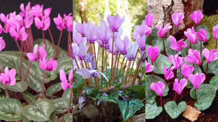 Pachet 3 soiuri cyclamen de gradina marime 13/15 [1]