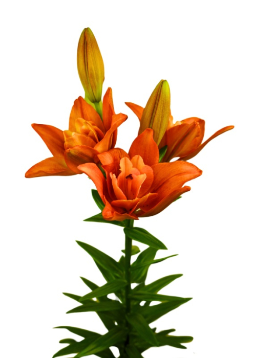 Pachet de crini LA 6 bucati marime 16/18 [5]