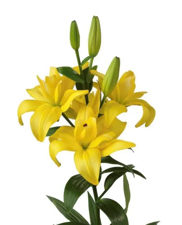 Pachet de crini LA 6 bucati marime 16/18 [7]