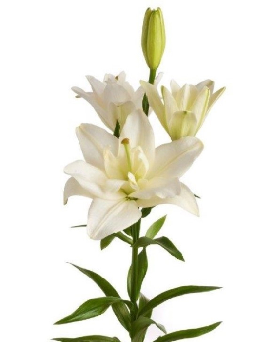 Pachet de crini LA 6 bucati marime 16/18 [6]