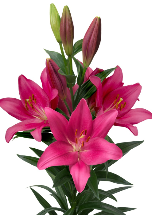 Pachet de crini orientali parfumati 6 buc marime 16/18 [4]