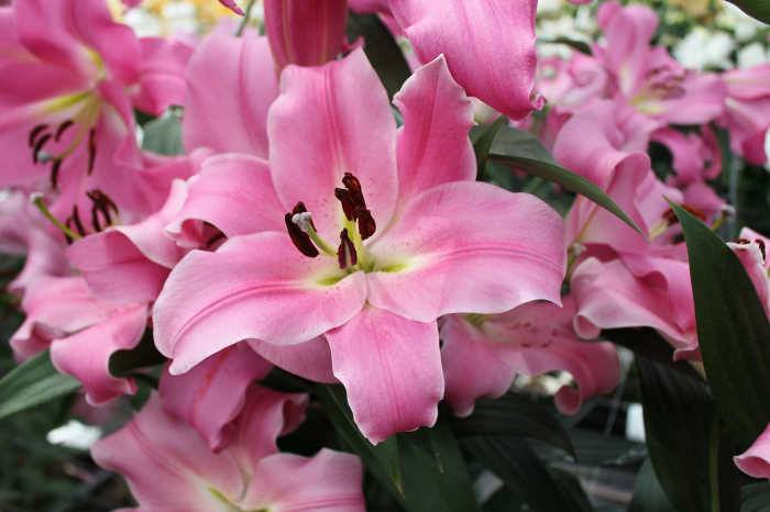 Pachet de 6 crini OT , crini copac parfumati  marime 16/18 [7]