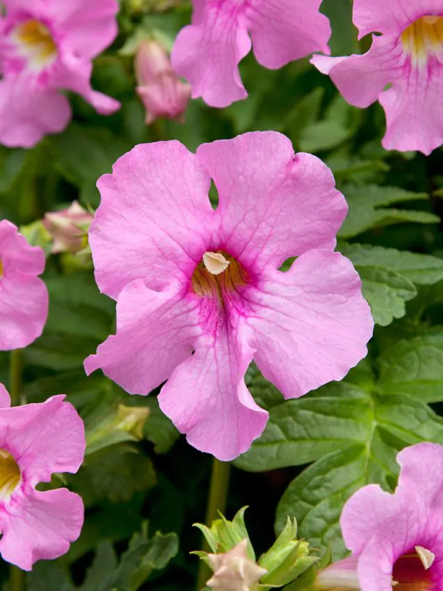 Incarvillea Delavayi [2]