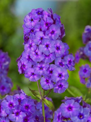 Phlox Paniculata Amethyst