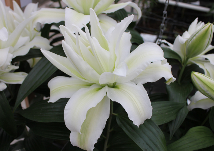 Roselily crin dublu oriental , crin trandafir Aisha bulb mare 19/21 [2]