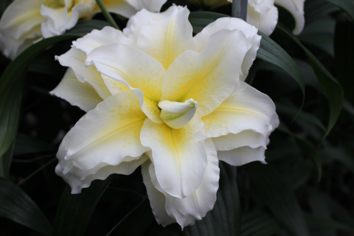 Crin dublu oriental , crin trandafir Ludwina marime 17/19 [2]