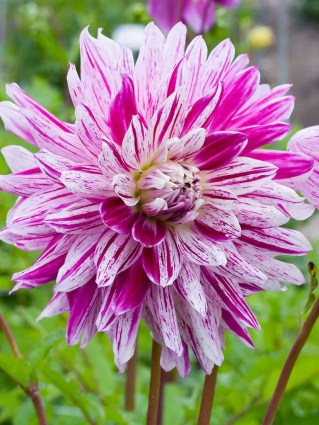Dalia Decorativa Taiheiyo marime 1 [3]