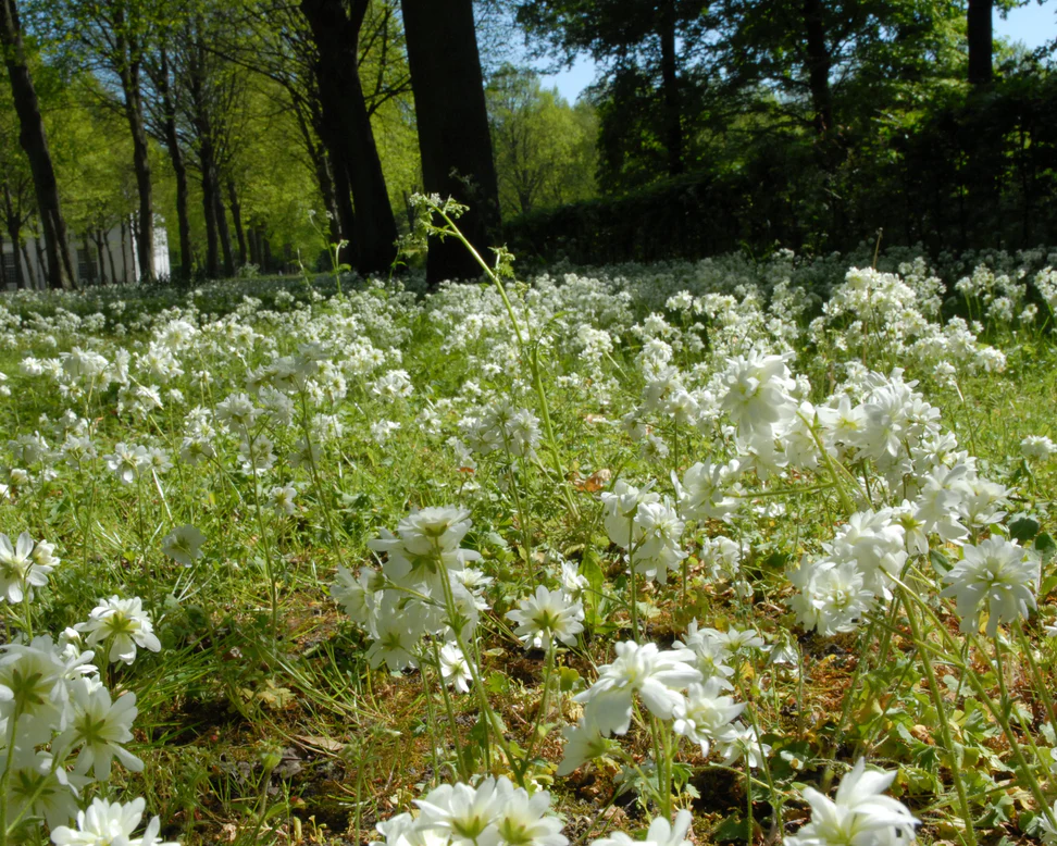 Saxifraga granulata Plena [3]