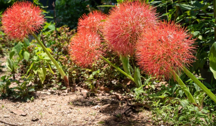 Scadoxus multiflorus 3 bucati [3]