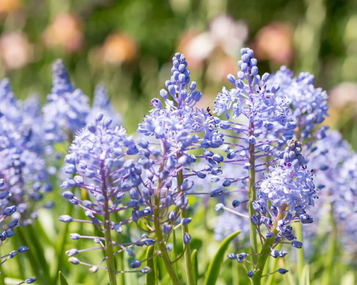 Scilla litardierei amethystina 5 buc [2]