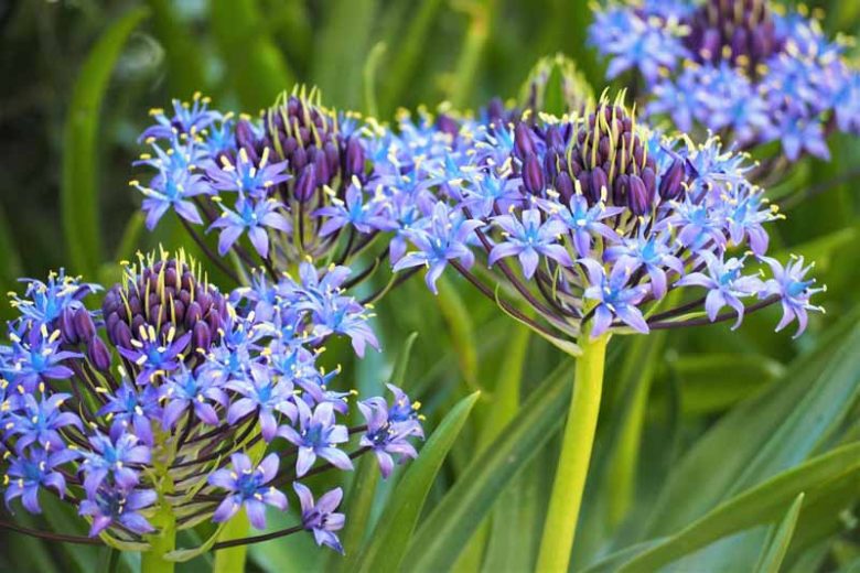 Scilla peruviana 1 buc marime 16/18 [3]
