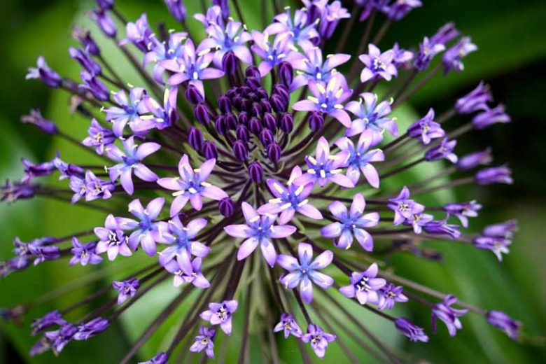 Scilla peruviana 1 buc marime 16/18 [2]