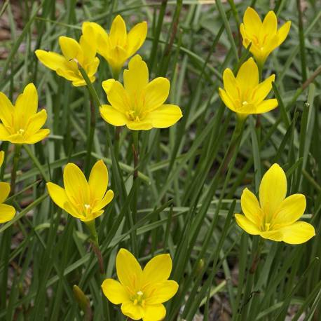 Zephyranthus Citrina de culoare galbena 5 buc [2]