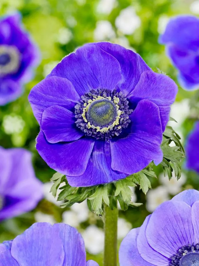 Anemone - Anemone coronaria Mr Fokker 5 buc marime 6/7