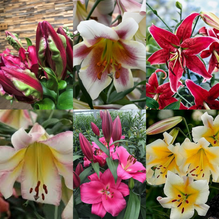 Pachete crini - Pachet crini inalti si parfumati , crini gigant, crini copac 6 buc marime 16/18