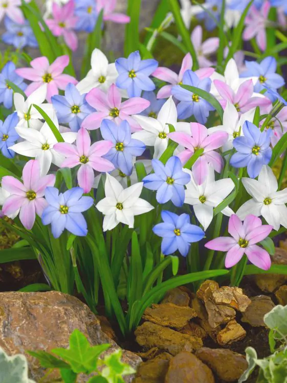 Ipheion - Pachet Ipheion  mix 15 buc