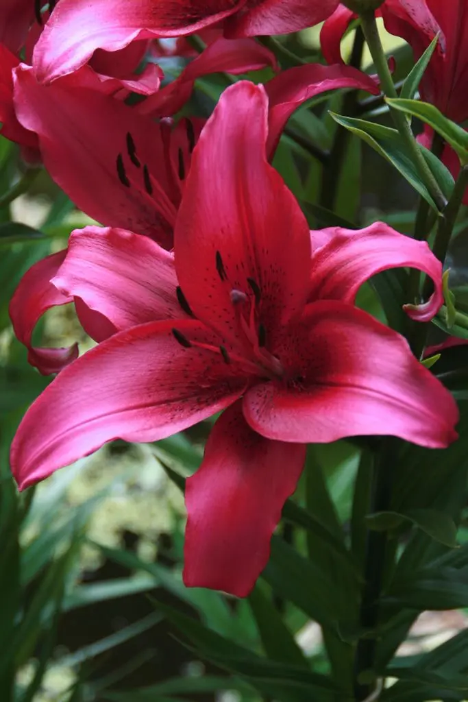 Crini Asiatici - Crin asiatic November Rain marime 16/18