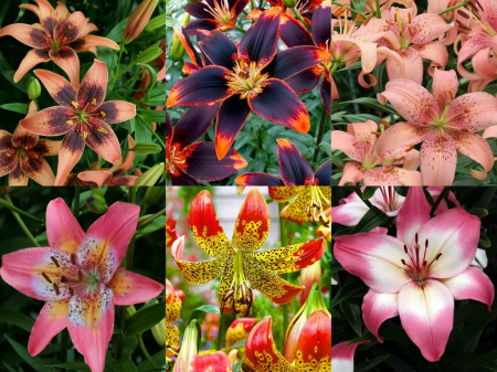 Crini Asiatici - Pachet de crini asiatici bicolori bulbi mari 18/20