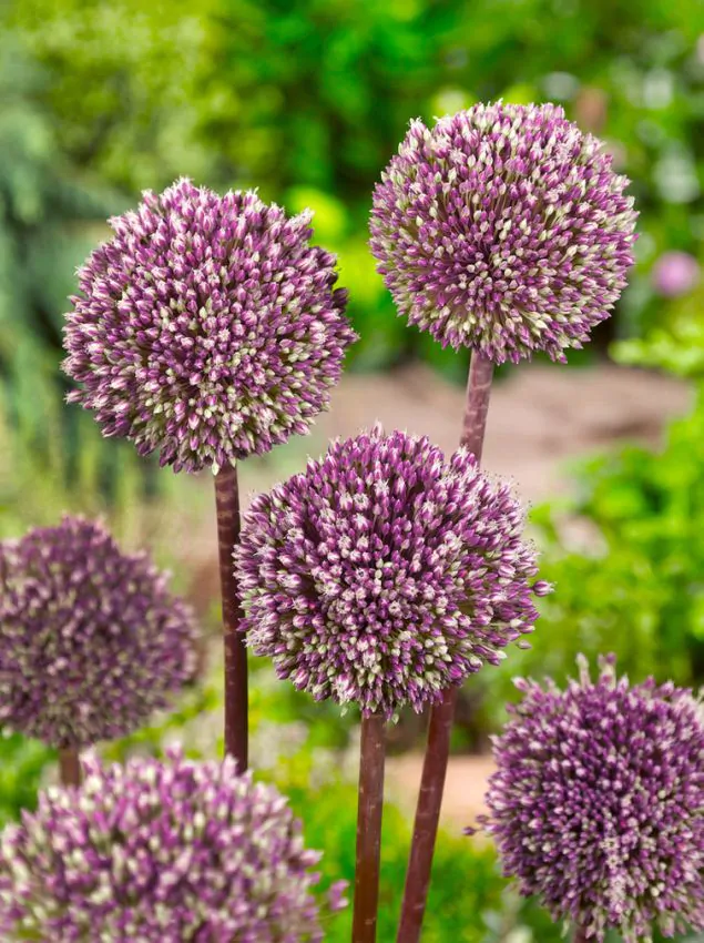 Allium - Allium Summer Drummer 3 buc marime 12.14