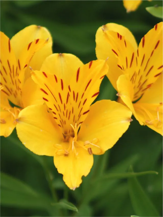 Alstroemeria - Alstroemeria Aurea Lutea