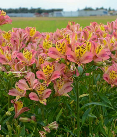 Alstroemeria Cahors [1]