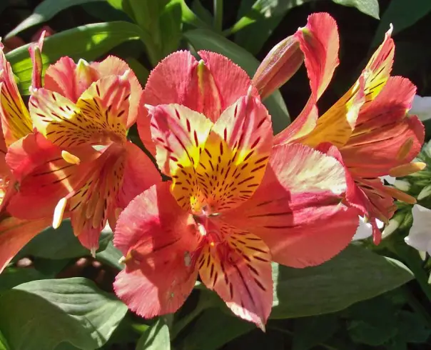 Alstroemeria - Alstroemeria Cahors