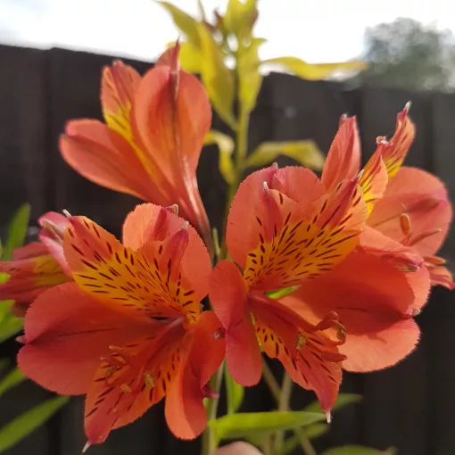 Alstroemeria - Alstroemeria Callisto