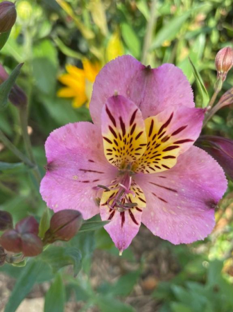 Alstroemeria - Alstroemeria Dandy Candy