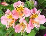 Alstroemeria - Alstroemeria Flirt