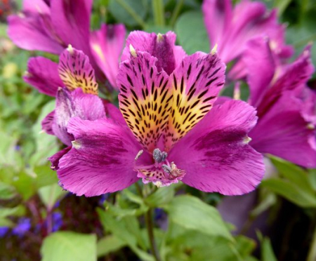 Alstroemeria - Alstroemeria Jupiter