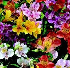 Alstroemeria - Alstroemeria Ligtu-Hybrids mix culori