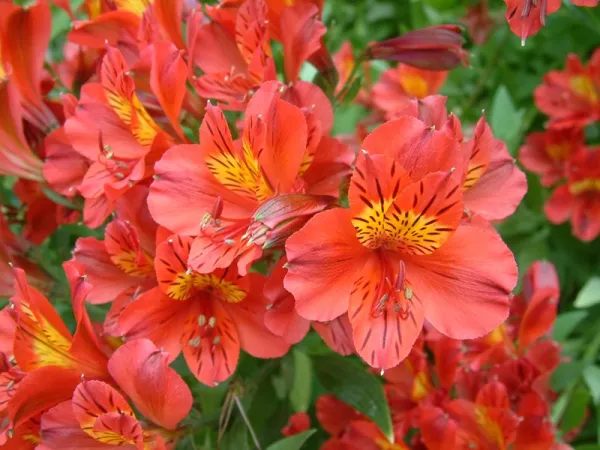 Alstroemeria - Alstroemeria Mars