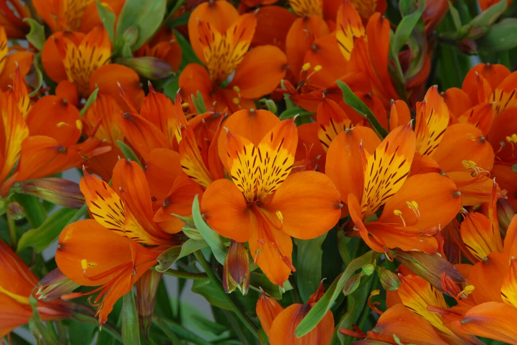 Alstroemeria - Alstroemeria Orange King