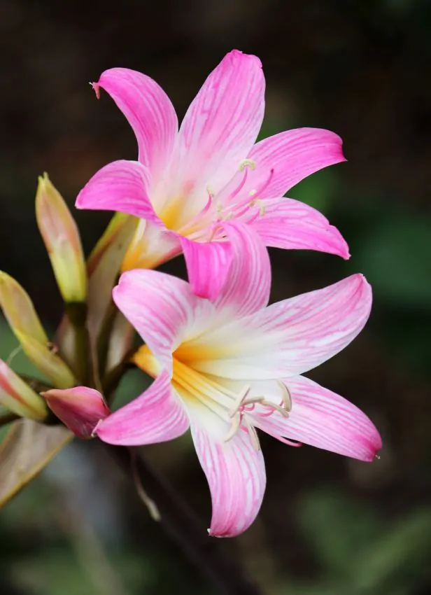 Amaryllis Belladonna 20/22 [0]