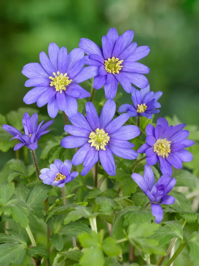 Anemone - Anemone blanda Blue Shdes 10 buc marime 5+