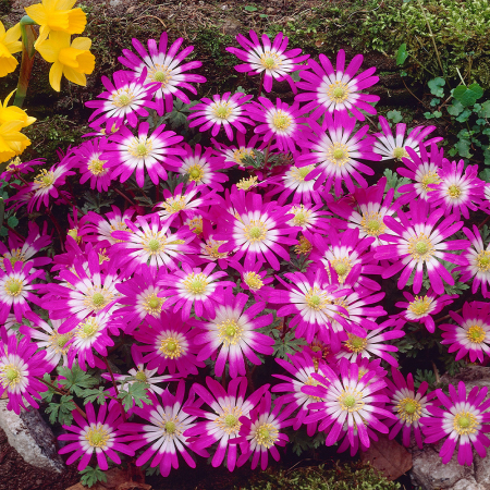 Anemone - Anemone blanda Pink Star 5 buc marime 5/6