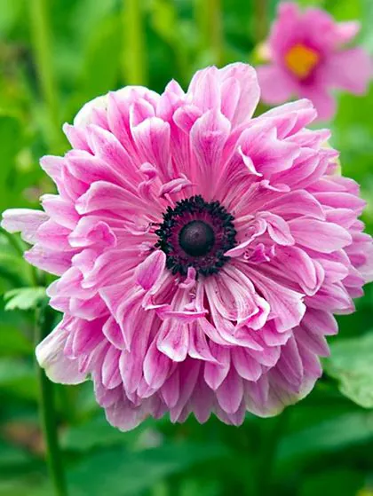 Anemone - Anemone coronaria Admiral  5 buc marime 6/7