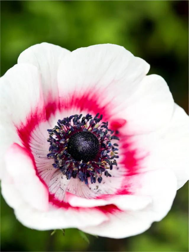 Anemone - Anemone coronaria bicolor 5 buc marime 6/7