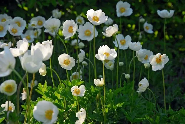 Anemone coronaria Bride 5 buc marime 6/7 [1]