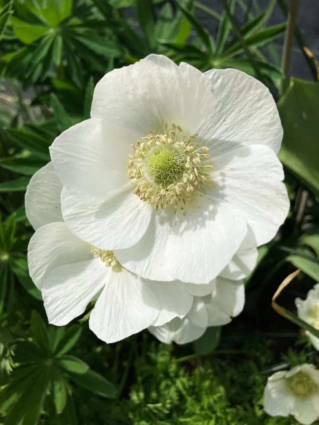 Anemone - Anemone coronaria Bride 5 buc marime 6/7