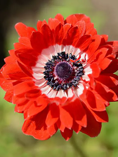 Anemone - Anemone coronaria Governor 5 buc marime 6/7