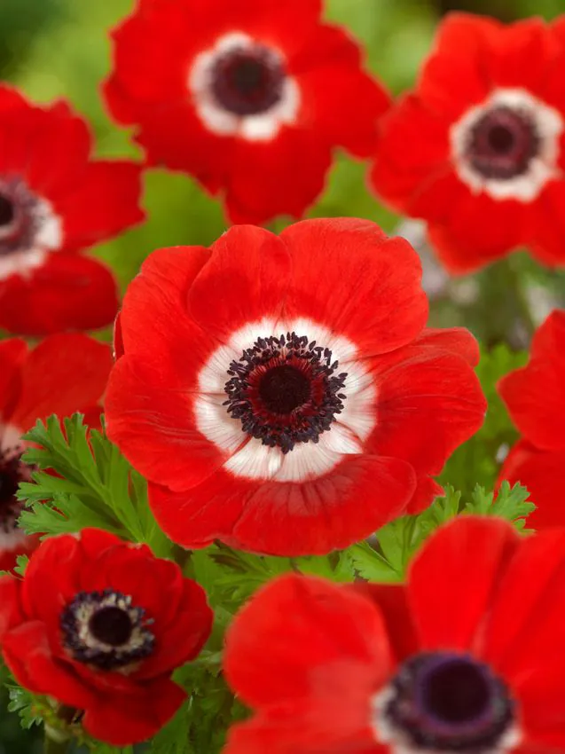 Anemone - Anemone coronaria Hollandia 5 buc marime 6/7