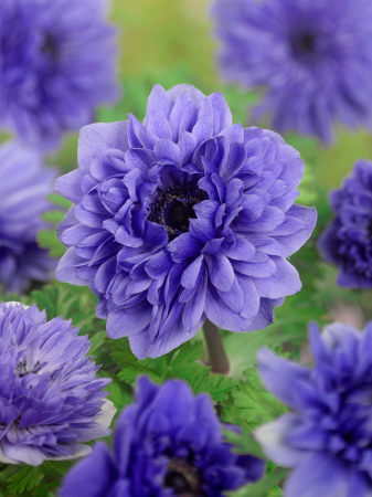 Anemone - Anemone coronaria Lord Lieutenant 5 buc marime 6/7