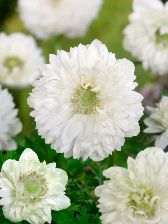 Anemone - Anemone coronaria Mount Everest 5 buc marime 6/7