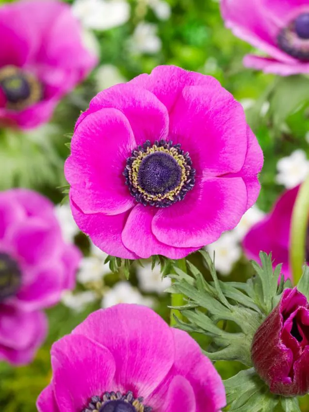 Anemone - Anemone coronaria Sylphide 5 buc marime 6/7