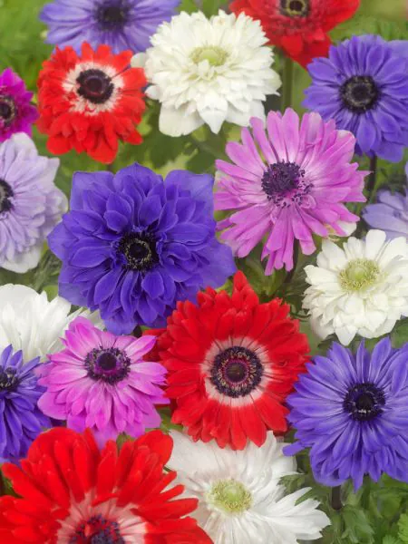Anemone - Anemone duble St. Brigid 10 buc marime 7/8