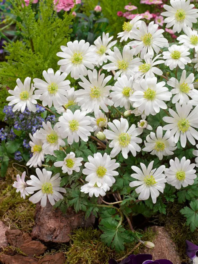 Anemone - Anemone White Splendour 5 buc marime 5+