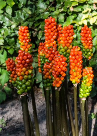 Diverse - Arum Italicum 1 buc